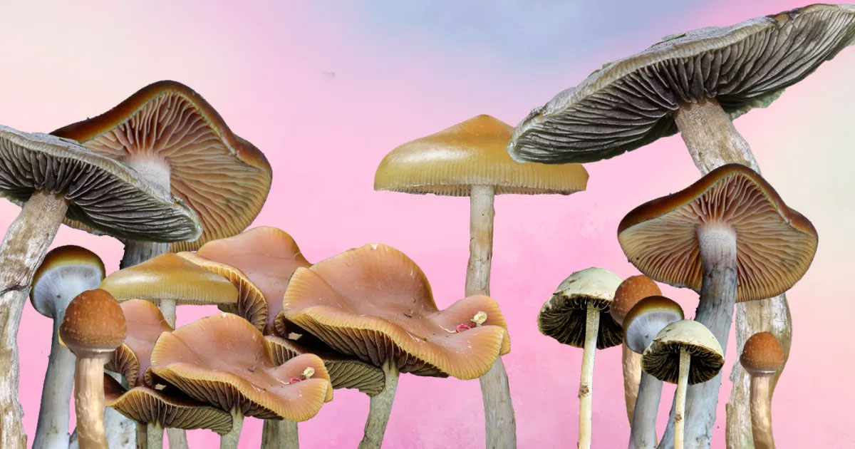 visualize multiple magic mushroom strains over colored background