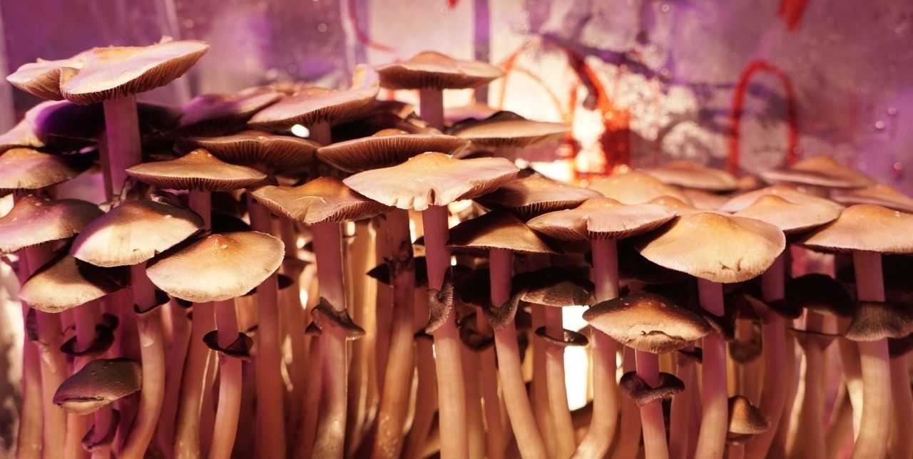 educational: visualizes specimens of psilocybe cubensis