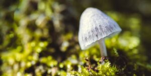 Psilocybe guide article cover image depicting mushroom growing among mosses