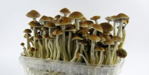 visualizes the end result of growing mushshrooms at home