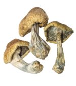 cambodian cubensis magic mushrooms dried product image