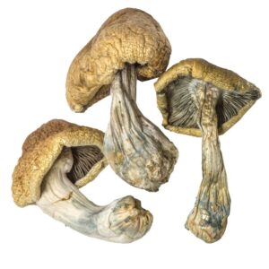 cambodian cubensis magic mushrooms dried product image