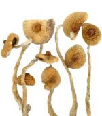 golden teacher magic mushrooms