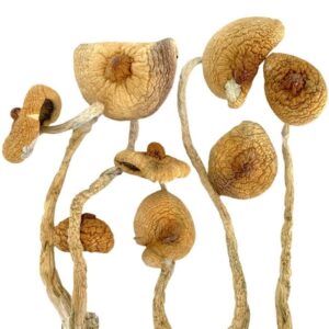 golden teacher magic mushrooms