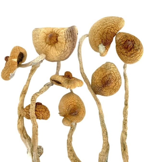 golden teacher magic mushrooms