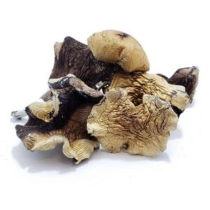burma magic mushrooms
