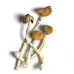 Aztec Gods Magic Mushrooms