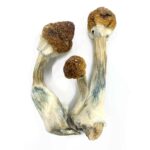 golden mammoth magic mushrooms