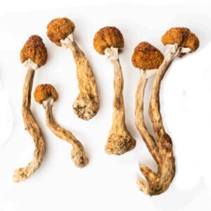 Oak Ridge Magic Mushrooms
